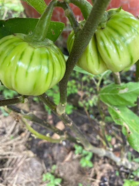 African Eggplant Seeds Solanum Aethipicum African | Etsy