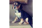 Beaglier Puppies for Sale from Reputable Dog Breeders