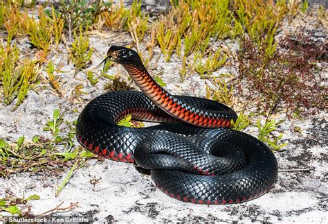 Red-bellied black snake found curled up inside a teenager's asthma ...