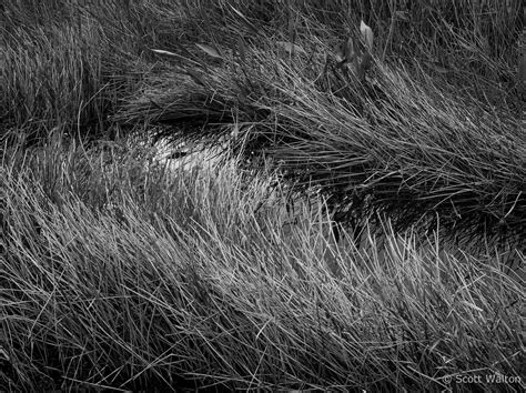 Grass Patterns - Scott Walton Photographs