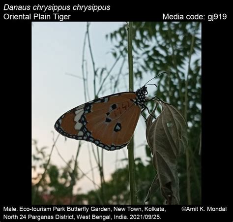 Danaus chrysippus | Butterfly