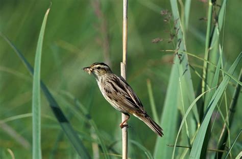 Aquatic Warbler | Bird Identification Guide | Bird Spot