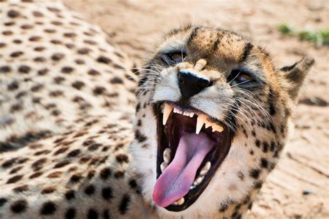 Free stock photo of animal, cheetah, growl