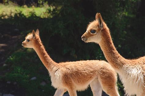 Vicuna Animals Wildlife - Free photo on Pixabay