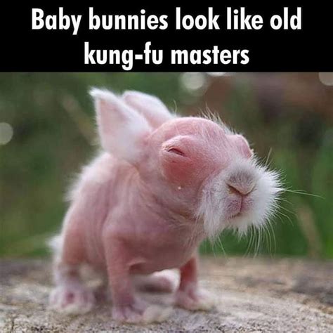 Pin by Norbert on Misc | Baby bunnies, Cute baby bunnies, Funny animal memes