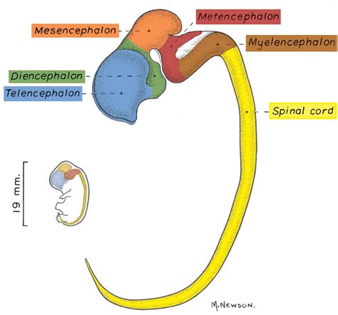 Embryonic Brain Divisions