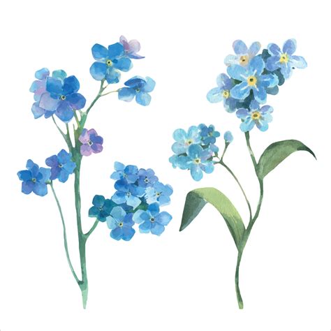 Watercolor vector floral illustration. Spring flowers, forget me not, field flowers. 20898906 ...