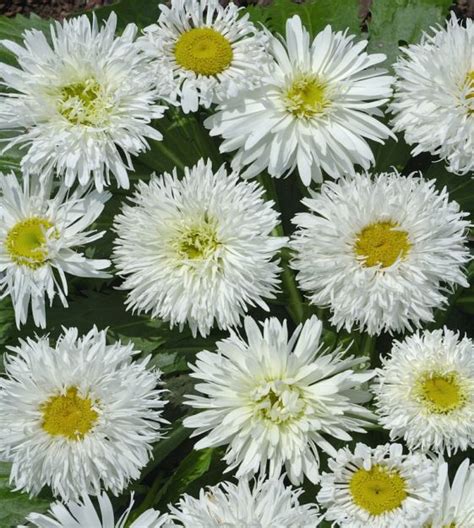 Crazy Daisy Shasta Daisy | John Scheepers Kitchen Garden Seeds