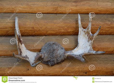 Moose horn stock photo. Image of rough, horned, skull - 41133772