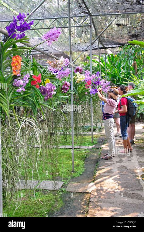 Orchid flowers growing at Orchid Farm near Chiang Mai, Chiang Mai ...