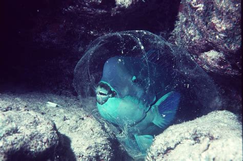 Five fascinating facts about parrotfish - Great Barrier Reef Foundation