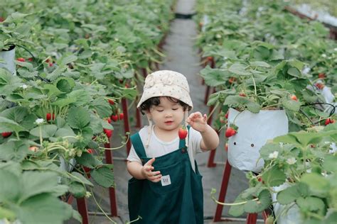 Urban Farming Praktik Pertanian Perkotaan