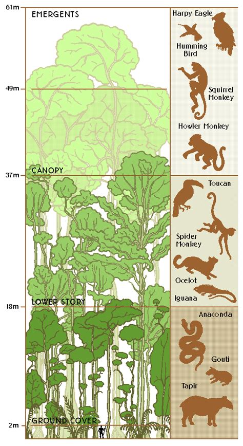 Rainforest Layers - Explore the Diverse Ecosystem