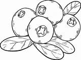 Cranberries coloring Page  Free Printable Coloring Pages sketch template