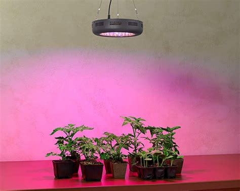 Lighting Tips for Successfully Growing Herbs Indoors | Growing herbs indoors, Growing herbs ...