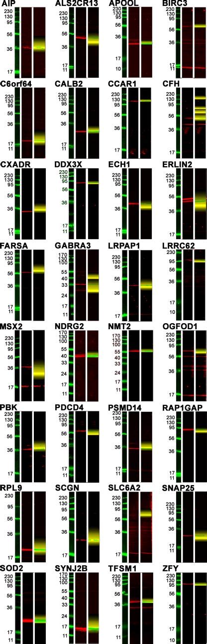 Western blot results of all 32 antibodies used in the study. Left ...