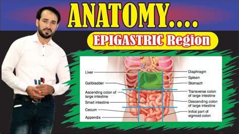 9 Regions of Abdomen | Organs in Epigastric Region | Made very Simple ...