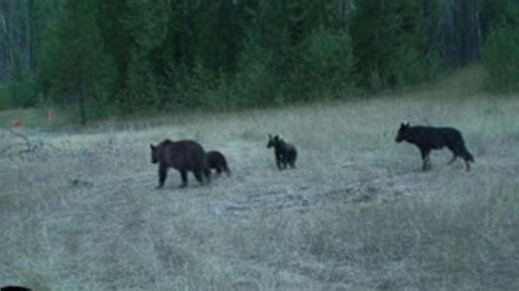 Grizzlies and wolves share elk meal in Glacier National Park, Montana | Crown of the Continent ...