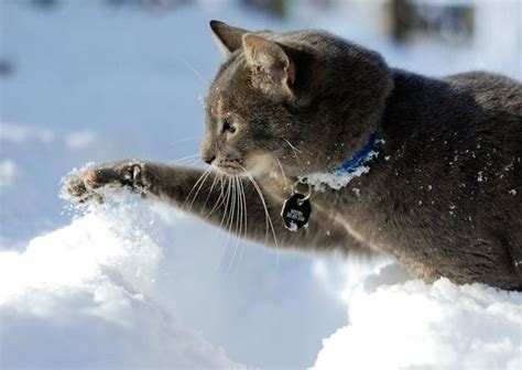 50 Majestic Cats Playing In The Snow | Winter cat, Cute cats, Cats