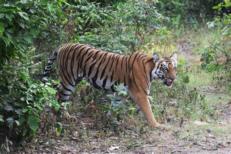 A Tiger Through Corbett Eyes – Project Tigers in Jim Corbett National Park