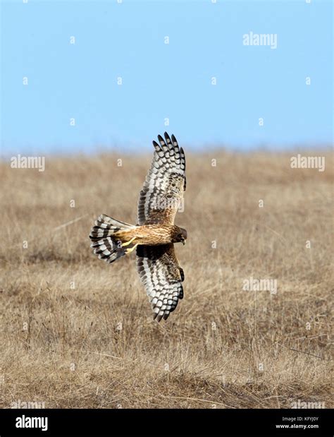 Northern Harrier Hunting Stock Photo - Alamy