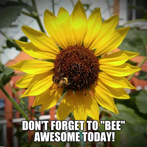 Sunflower and Bee | Bee, Inspirational memes, Awesome