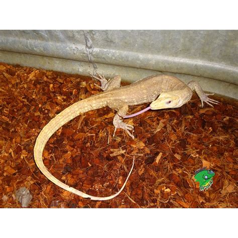 Albino Nile Monitor For Sale - animal protective league