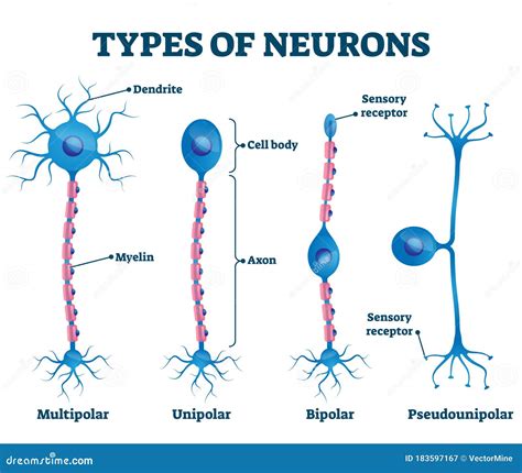 Multipolar Neuron Diagram Labeled - musicforruby