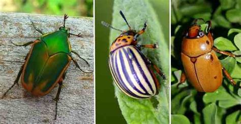 Types of Beetles With Pictures and Identification Guide