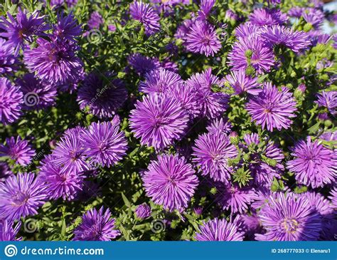 Symphyotrichum Novae Angliae Grape Crush Purple Flower in the Garden ...