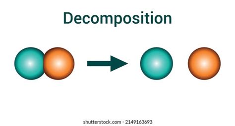 Vektor Stok Decomposition Reaction Diagram Vector Illustration Isolated ...