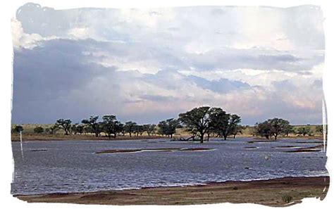 The Kalahari after a few of those rare heavy thunder storms - Kalahari ...