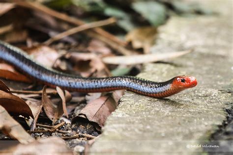 Blue Coral Snake - Singapore Geographic