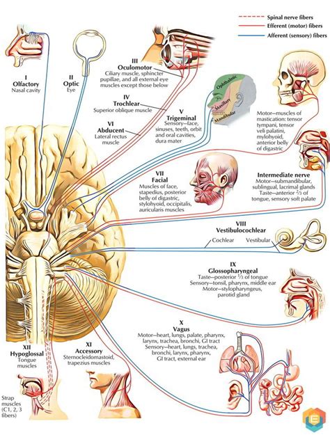 Easy Notes On 【Cranial Nerves】Learn in Just 4 Minutes! – Earth's Lab ...