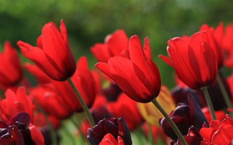 Red Tulip Meaning - What Does the Red Tulip Mean? » fodfood