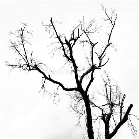 Black and White Leafless Trees with Branches Stock Image - Image of ...