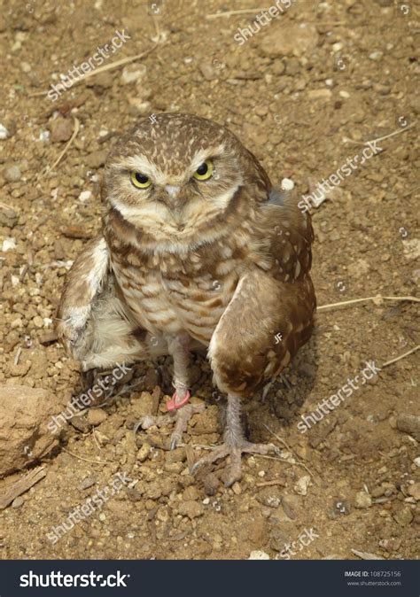 Desert Owl | Desert owl, Owl, Stock images