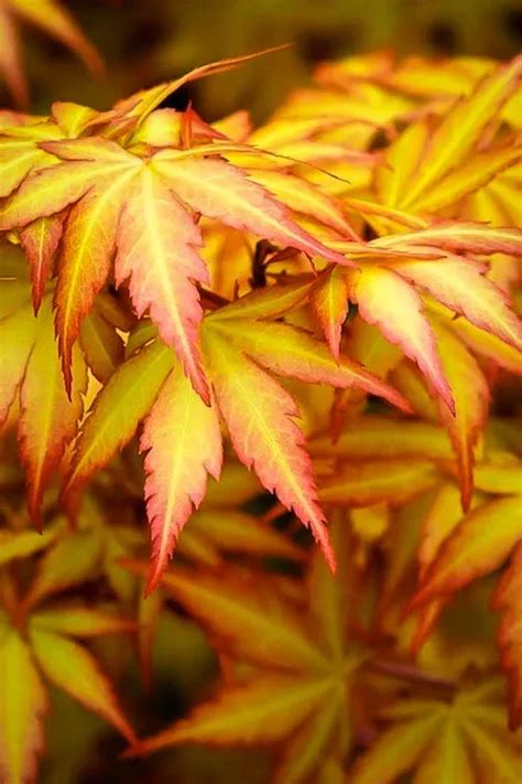 Orange Dream Japanese Maple Trees For Sale | The Tree Center