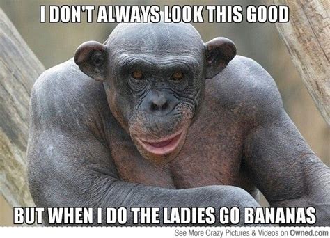 25 Funny Monkey Memes You'll Totally Fall In Love With - SayingImages.com