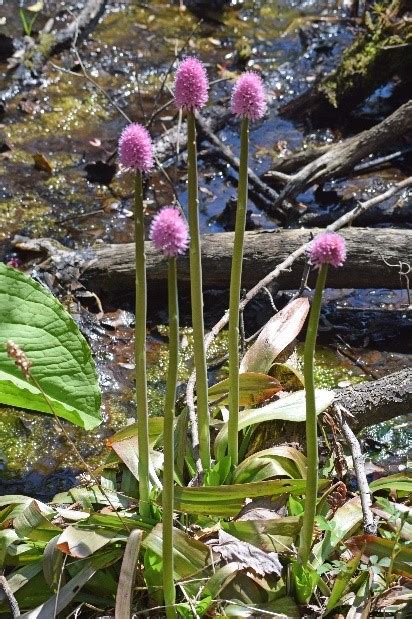 Endangered New Jersey: Saving Spaces for the Swamp Pink