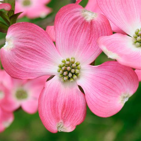 Pink Dogwood Trees for Sale | BrighterBlooms.com