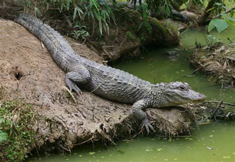 Chinese Alligator Facts and Pictures