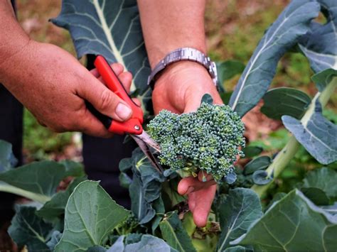 Learn How And When To Harvest Broccoli