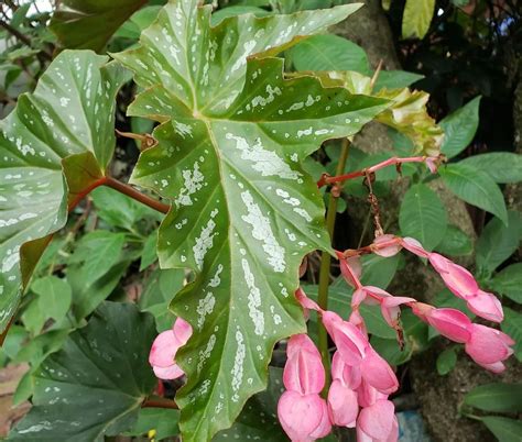 Angel Wing Begonia Varieties [5 Exciting Varieties to Know!]