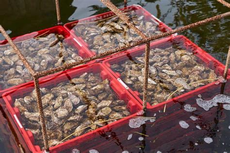 Oyster Farming in the Philippines: A Comprehensive Guide