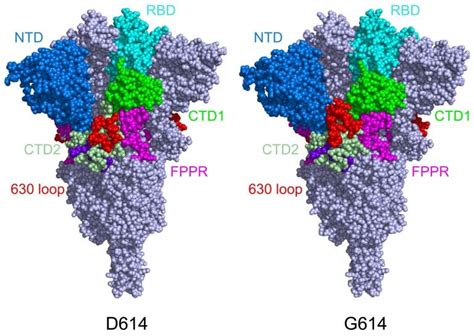 Sturdier Coronavirus Spike Protein Explains Faster Spread of COVID ...