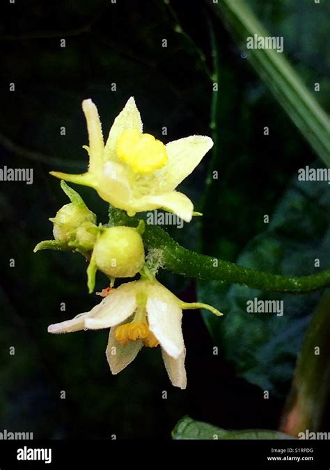 Chayote flowers hi-res stock photography and images - Alamy