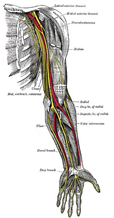 Ulnar Nerve | Aranjuez