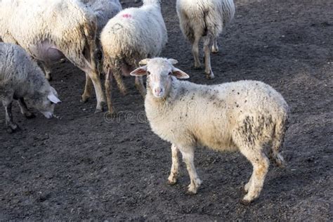 White Sheep in Farm, Portrait of a Cute Lamb Stock Photo - Image of ...