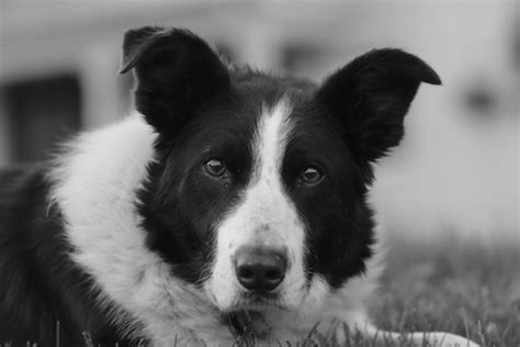 The Old Man And His Dog. Giving Love, Giving Love. - Bedlam Farm Journal Bedlam Farm Journal